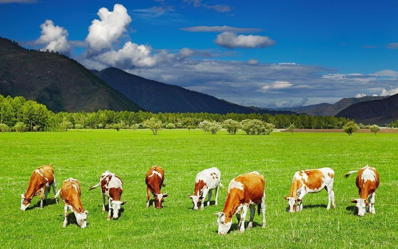 Chăn nuôi bò là ngành chăn nuôi chủ chốt tại đất nước Úc xinh đẹp