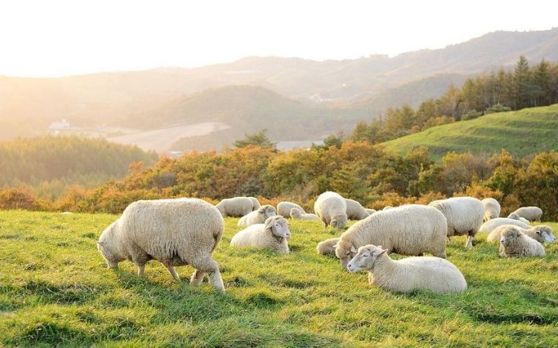 Cừu là động vật chăn nuôi phổ biến tại Úc