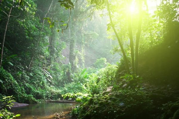 Rừng rậm nhiệt đới là một trong những cảnh quan đẹp của hai quốc gia này