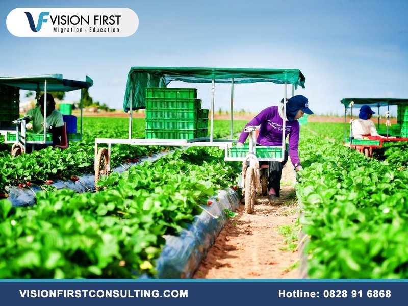Chương trình visa nông nghiệp Úc