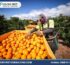 Visa lao động nông nghiệp Úc 403