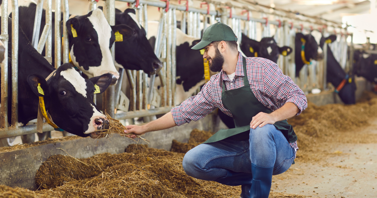 Dairy Farming