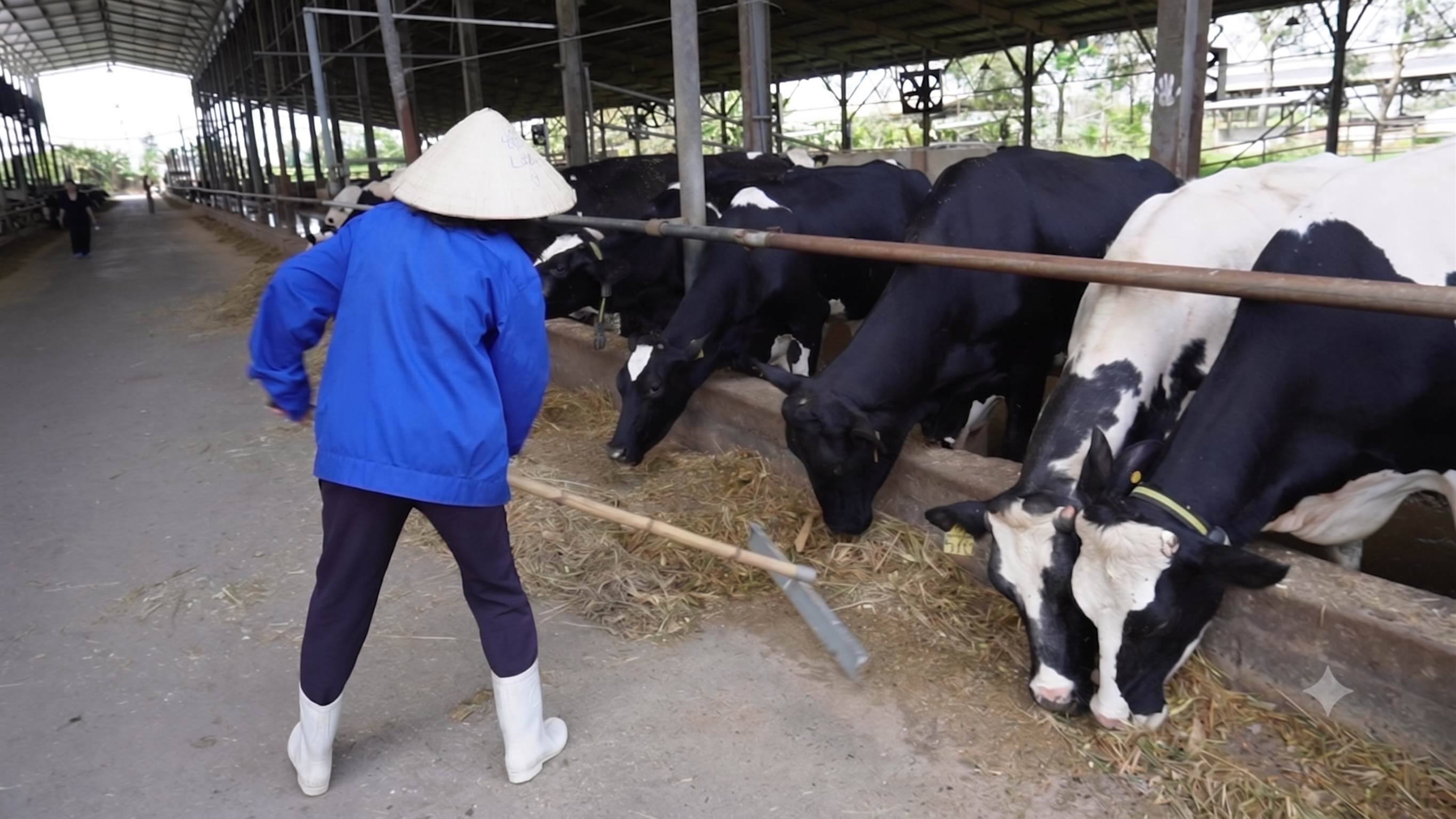 Dairy Farm Training 6